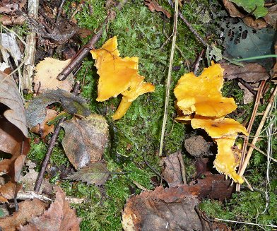 Chanterelles Cantharellus cibarius