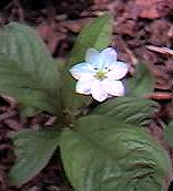 Chickweed Wintergreen