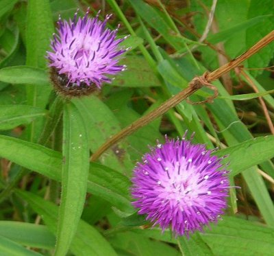 Hardhead or common knapweed Centaurea nigra