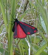 cinnabar moth