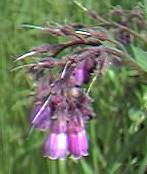 Comfrey