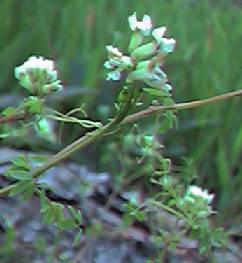 Climbing Corydalis