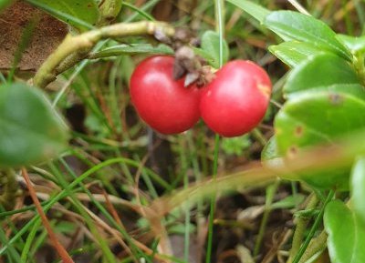 Cowberries
