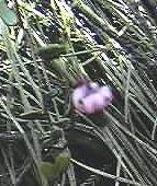 Cranberry