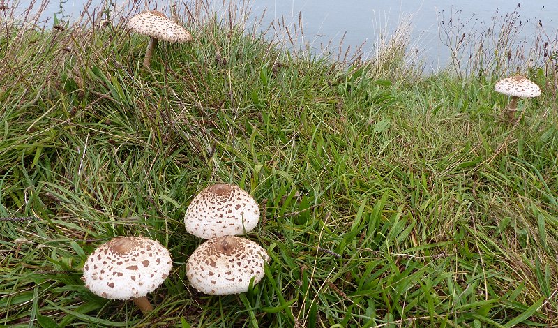 Parasol mushroom Macrolepiota procera