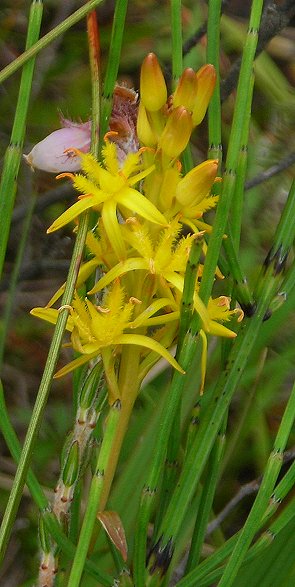 Bog asphodel