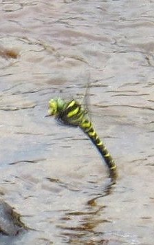 Golden-ringed dragonfly ovipositing