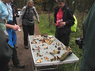 Fungi on id table