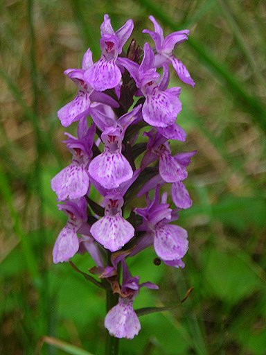 hybrid dactylorhiza orchid