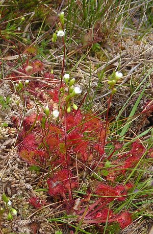 Sundew