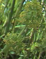 Crosswort