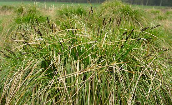 Tussock sedge