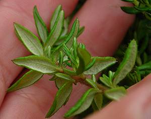 Daboecia cantabrica leaves