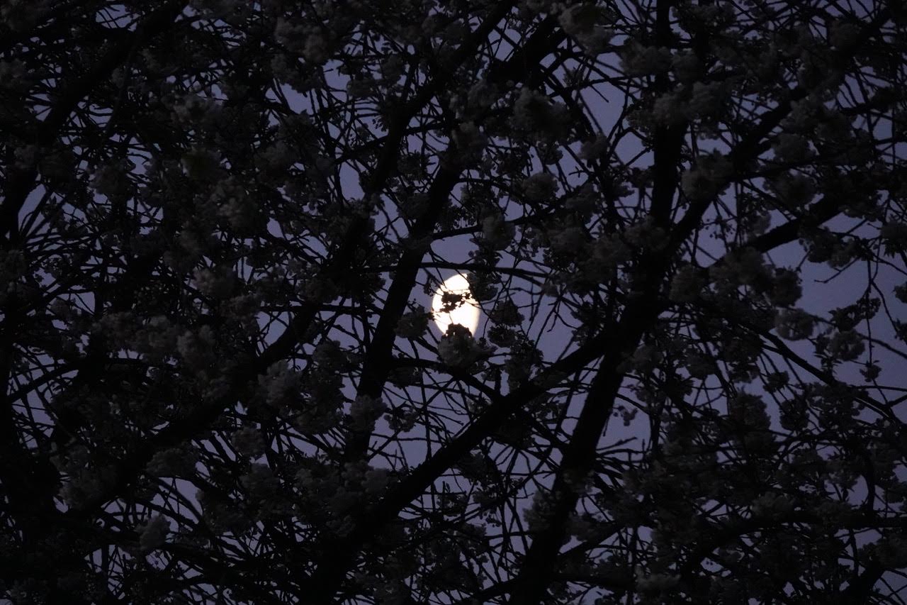 Moon through cherry blossom