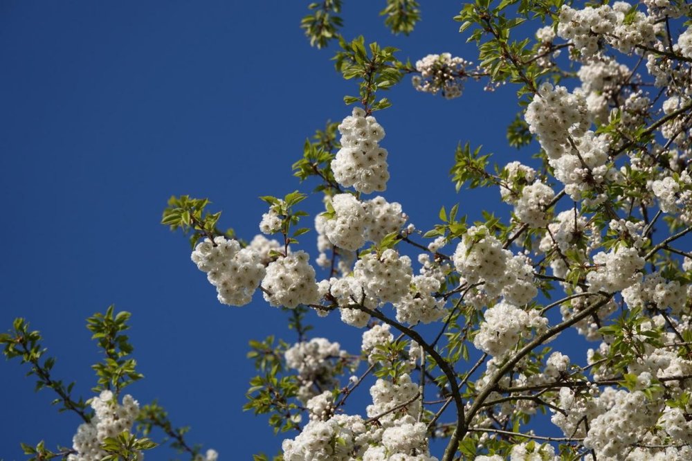 Japanese cherry blossom