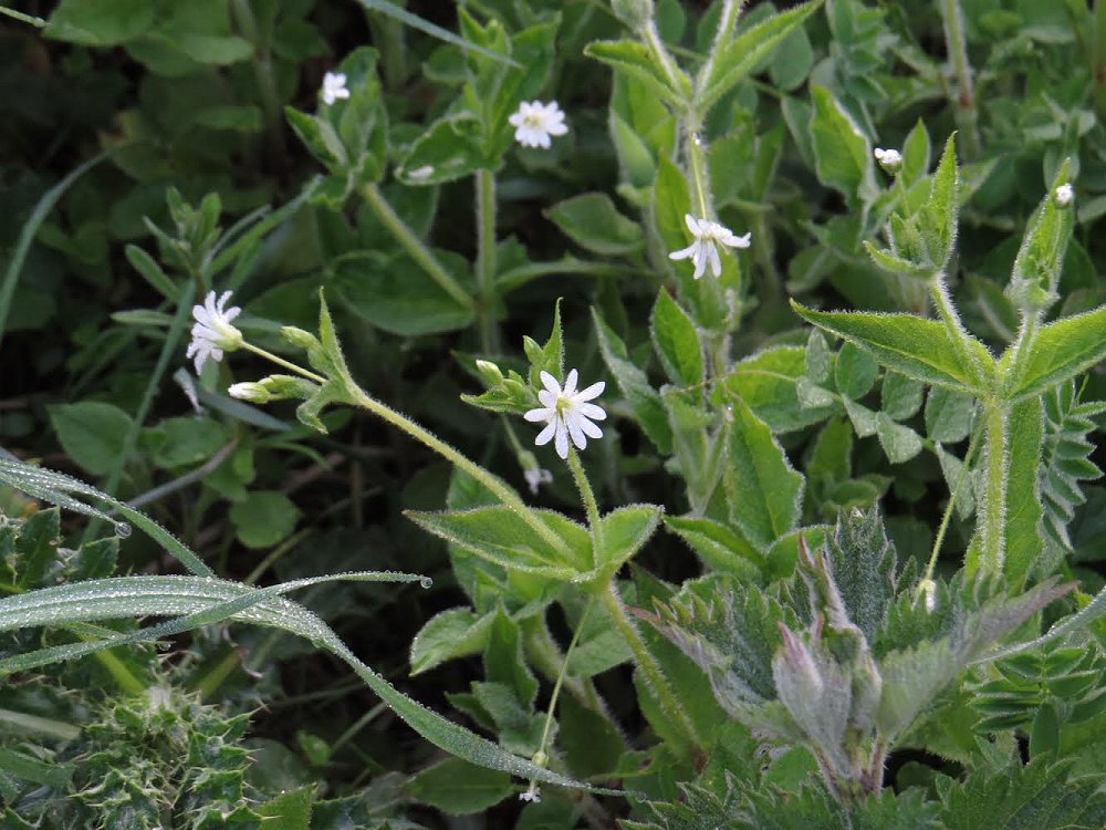 Wood stitchwort Stellaria nemorum