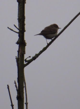 Willow warbler