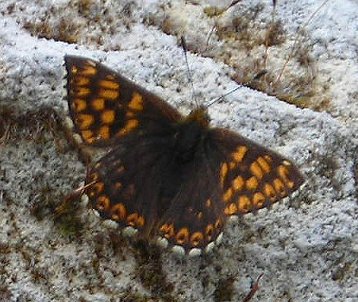 duke of burgundy upperside