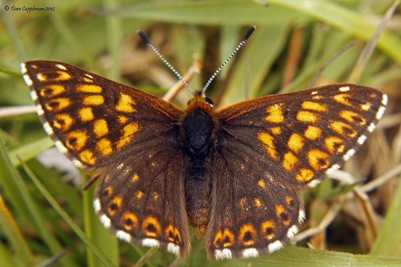 duke of burgundy upperside