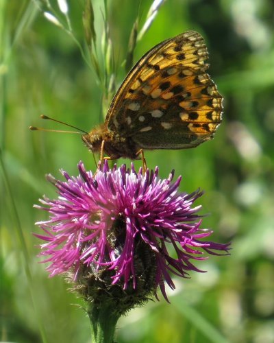 Dark green fritillary butterfly