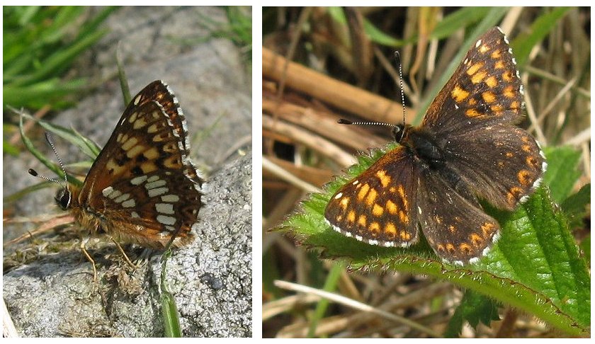 Duke of Burgundy butterflies