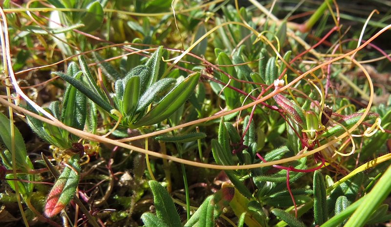 Dodder Cuscuta epithymum