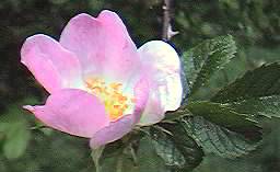 Rose, dog