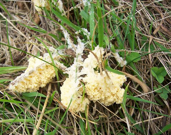 slime mould Fuligo septica