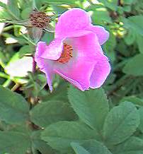 Downy Rose