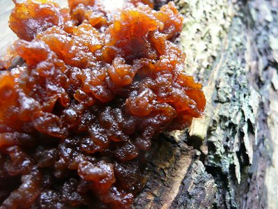 Tremella foliacea - Leafy Brain