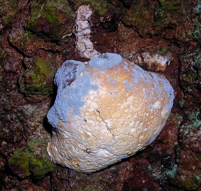 oak polyppore <i>Piptoporus quercinus</i>