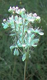 dropwort