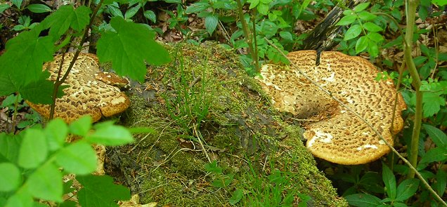 Dryad's saddle Polyporus squamosus