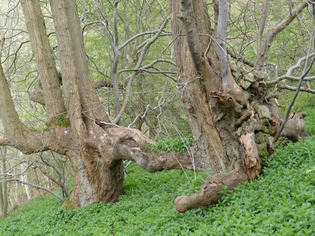 Ancient lime