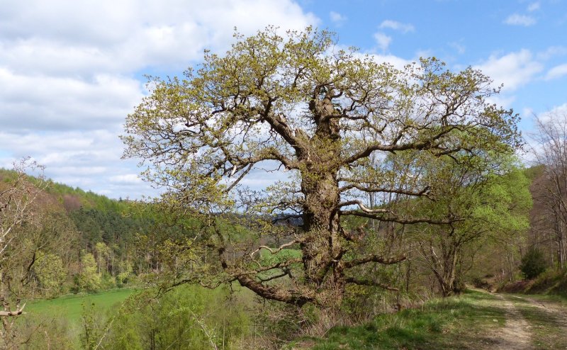 Ancient oak