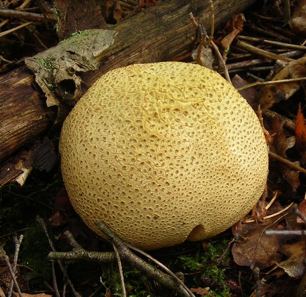 Common Earthball Scleroderma citrinum