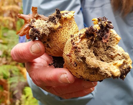 Common Earthball Scleroderma citrinum