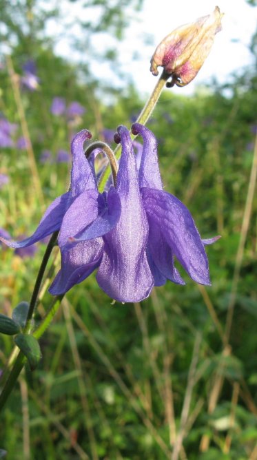 Columbine Aquilegia vulgaris