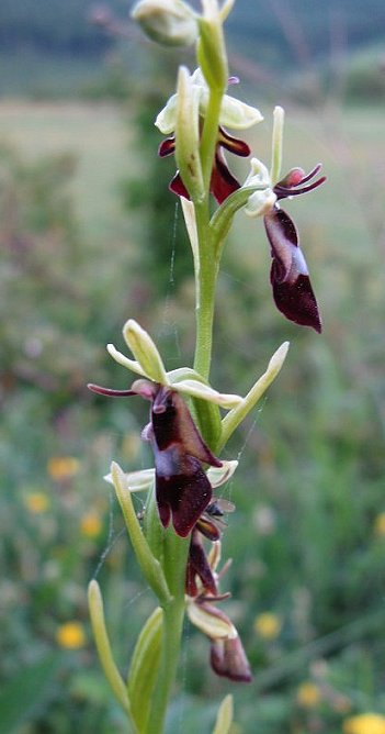 Fly orchid Ophrys insectifera