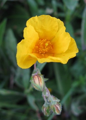 Commom Rockrose Helianthemum nummularium