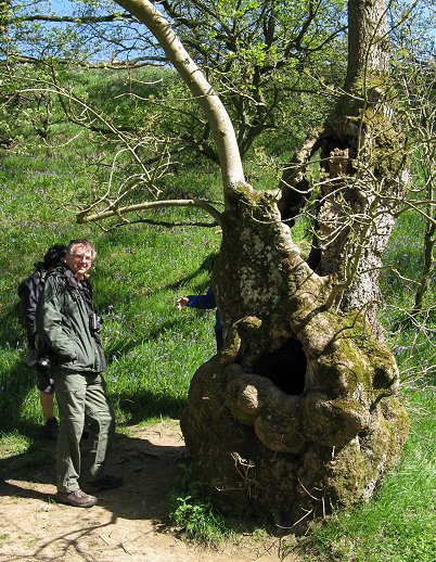 Ancient ash tree