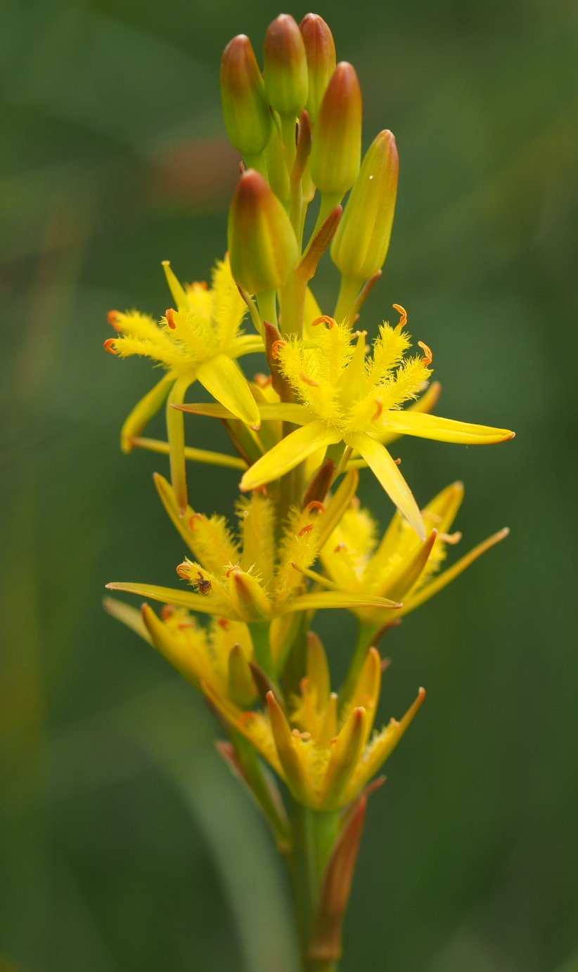 Bog asphodel