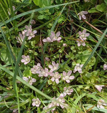 Bog pimpernel