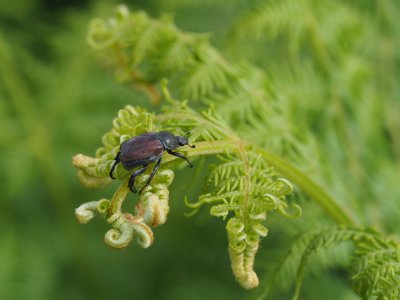 Welsh Chafer on bracken