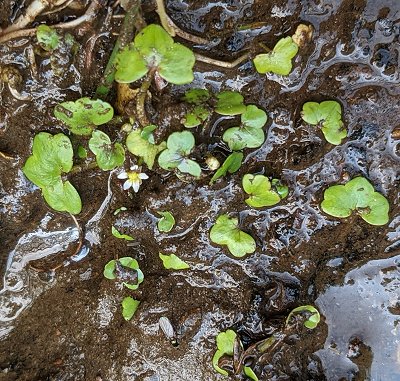 Ivy-leaved water crowfoot