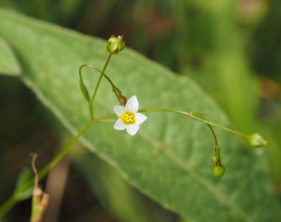 Fairy flax