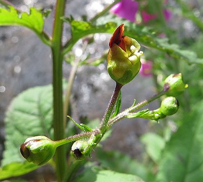 Common figwort Scrophularia nodosa