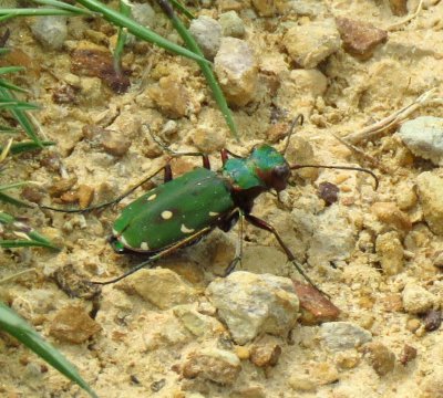 Green tiger beetle