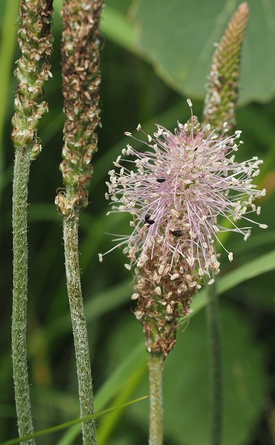 Hoary plantain