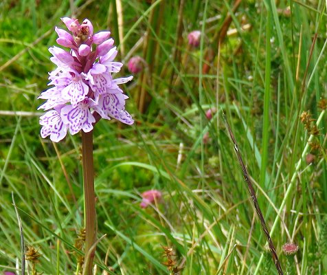 Heath spotted orchid